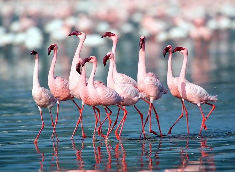 Bird Sanctuary